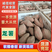 湖北龙薯九号丨龙九红薯丨产地大量供货丨可发全国欢迎来