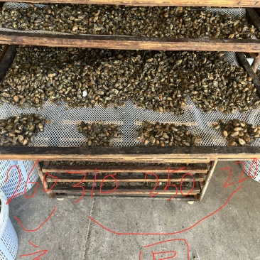 蚝干蚝豉海蛎干牡蛎干海鲜干货可电联详谈