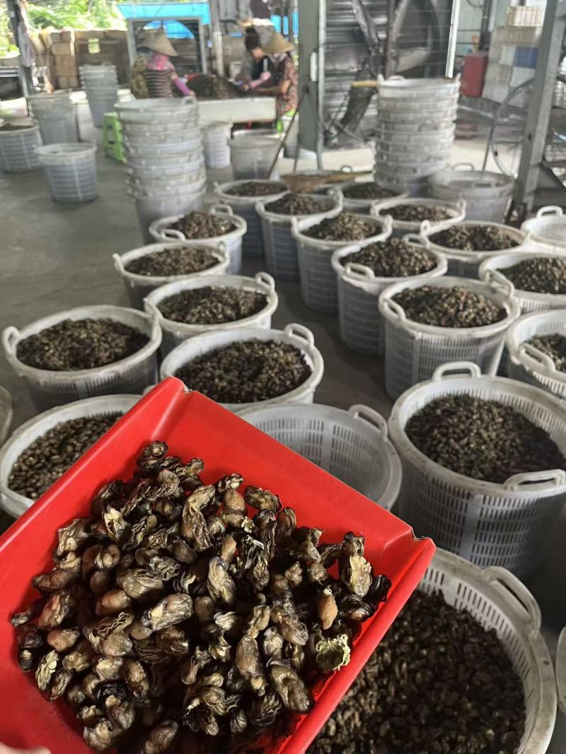 蚝干蚝豉海蛎干牡蛎干海鲜干货可电联详谈