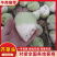 芥菜头\新鲜芥菜头\山西吕梁文水县大量上市\对接各大市场
