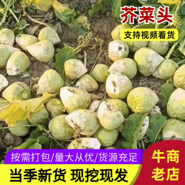 芥菜头\现挖现卖\山西吕梁文水县大量上市\对接全国采购商