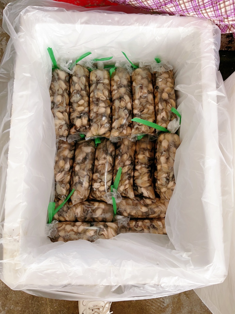 蚝肉海蛎肉生蚝肉牡蛎肉蚵仔煎蚝蛋烧