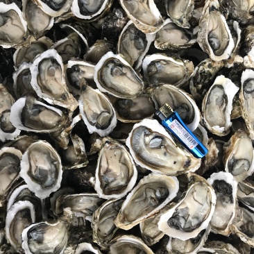 生蚝海蛎牡蛎泥蚝净化活鲜诚信经营