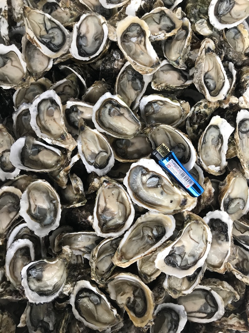 生蚝海蛎牡蛎泥蚝净化活鲜诚信经营