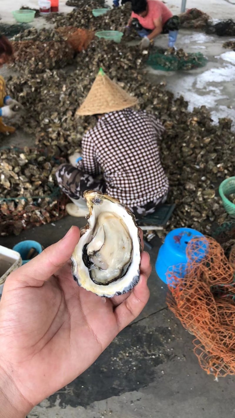 生蚝海蛎牡蛎泥蚝净化活鲜诚信经营