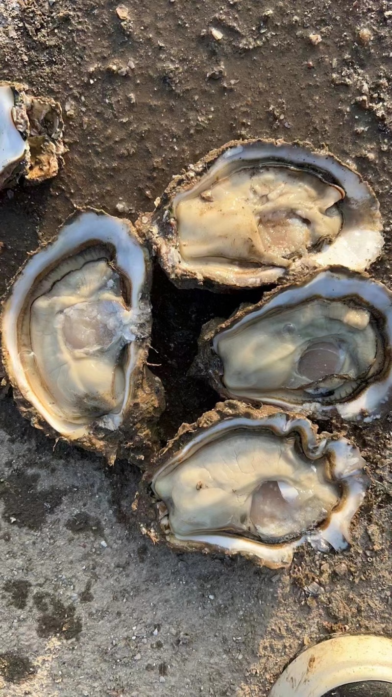 生蚝海蛎牡蛎泥蚝净化活鲜诚信经营