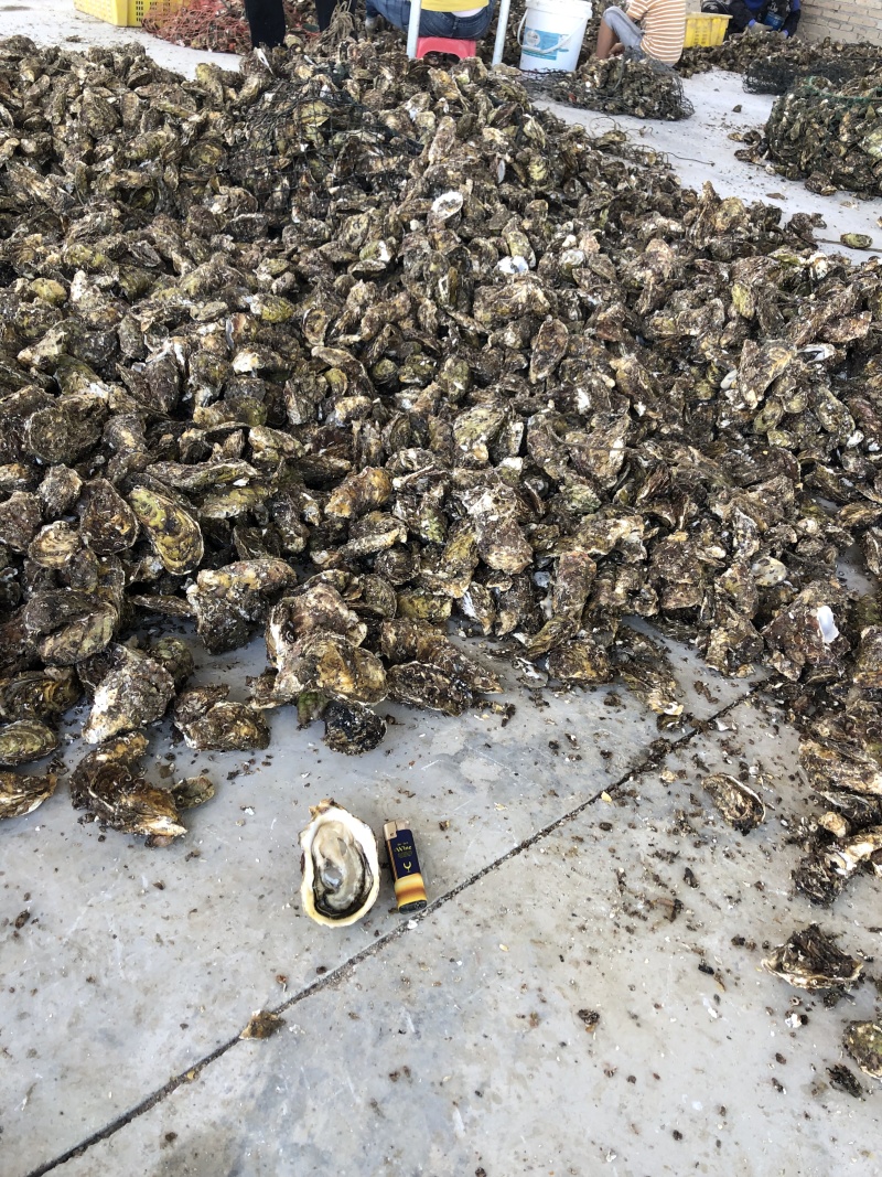 生蚝海蛎牡蛎泥蚝净化活鲜诚信经营
