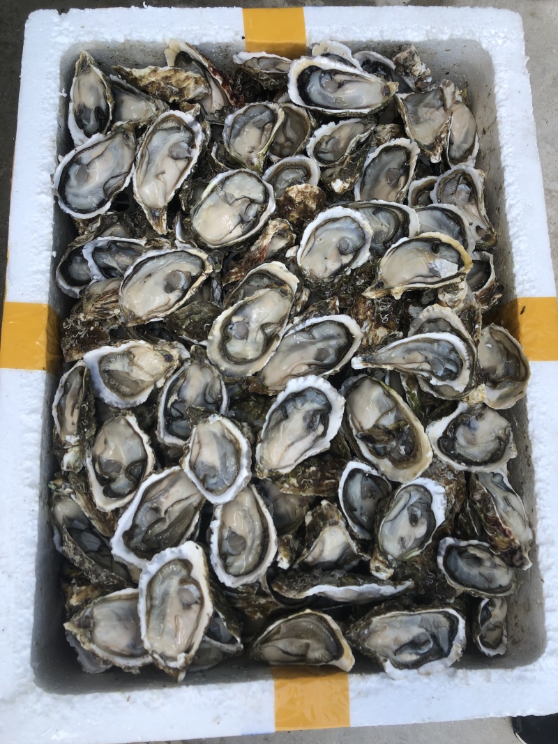 生蚝海蛎牡蛎泥蚝净化活鲜诚信经营