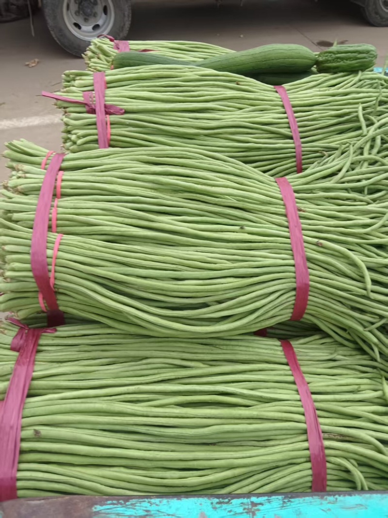 河北精品豆角，品相好，无虫眼，大量有货，欢迎订购
