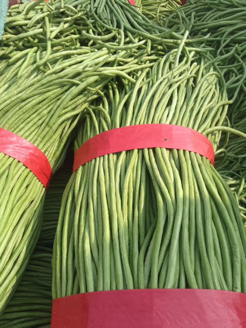河北精品豆角，品相好，无虫眼，大量有货，欢迎订购