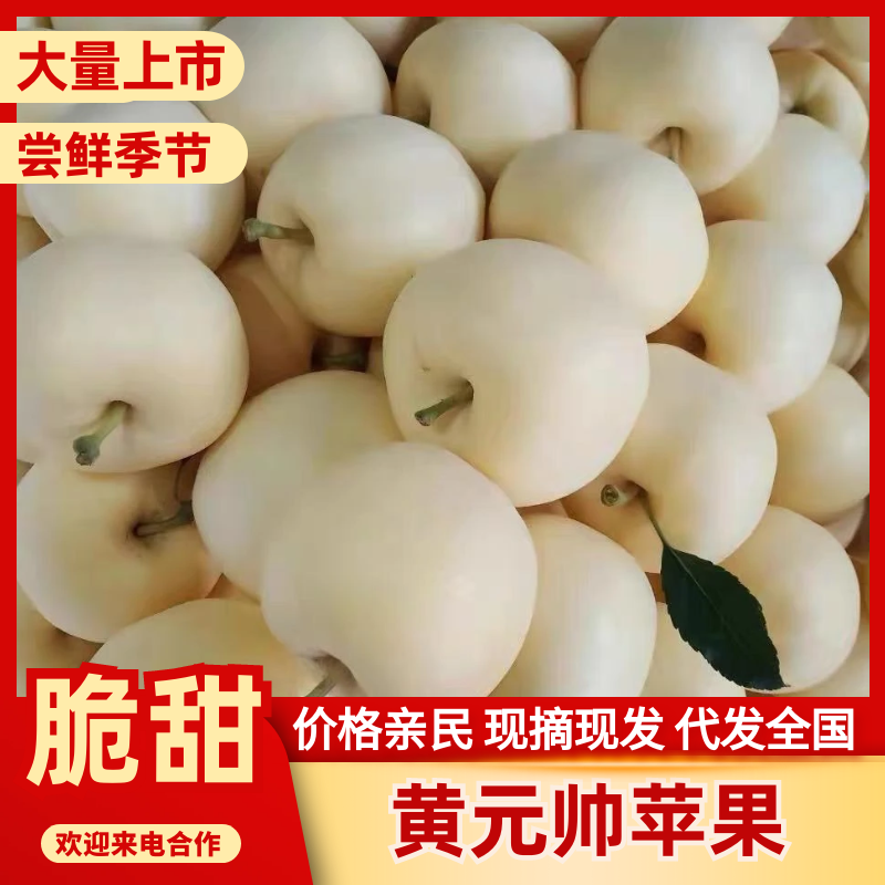 【产地直供】辽宁黄元帅苹果新鲜采摘规格齐全欢迎来电咨询