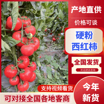 西红柿，货量充足，支持视频看货，可发往全国市场