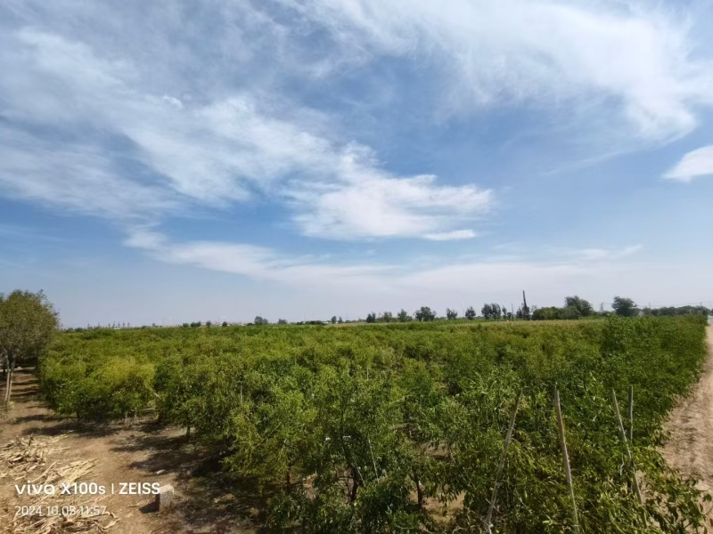 黄骅冬枣河北产地一手货源，规格齐全，量大从优视频看货