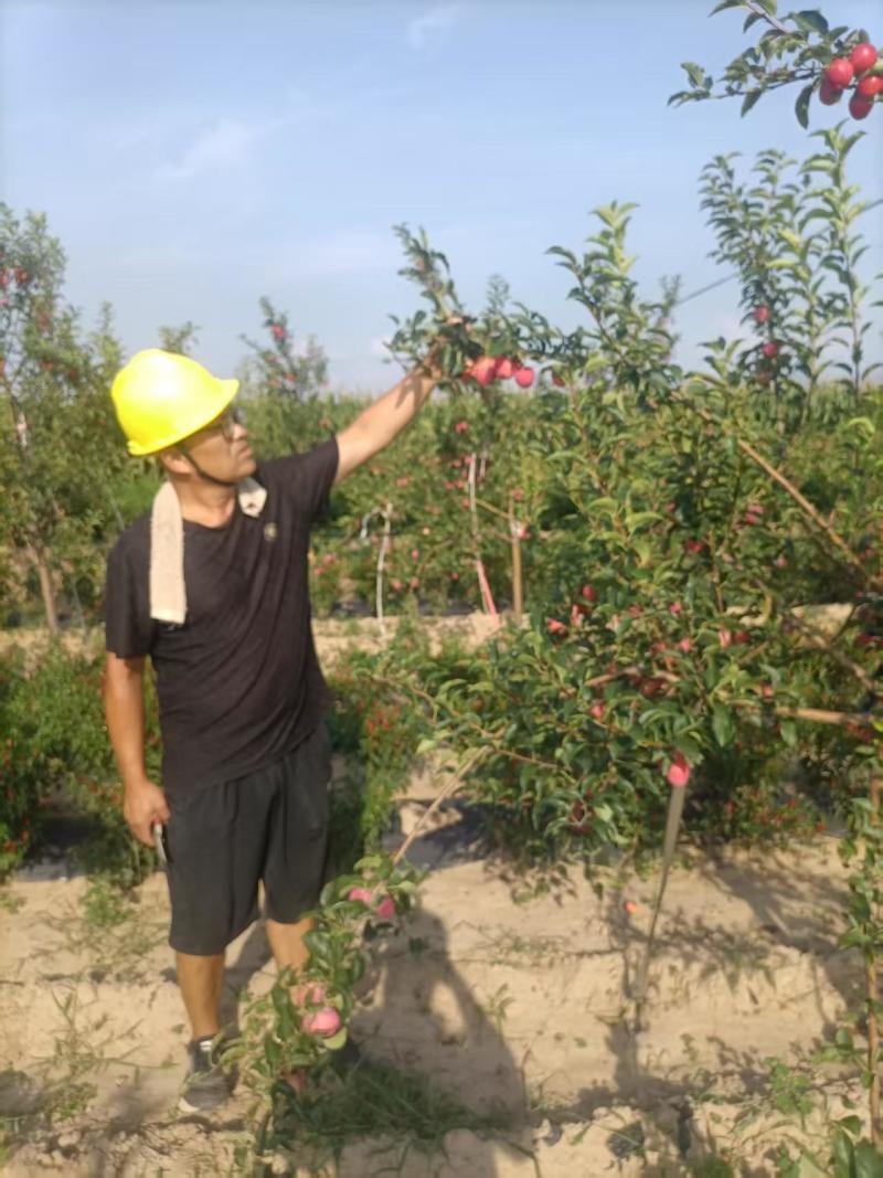 鸡心果海棠果大量上市产地装车量大从优诚信经营致电联系