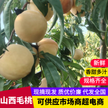 山西纸袋超越毛桃大量上市中，脆甜多汁，一手货源视频看货