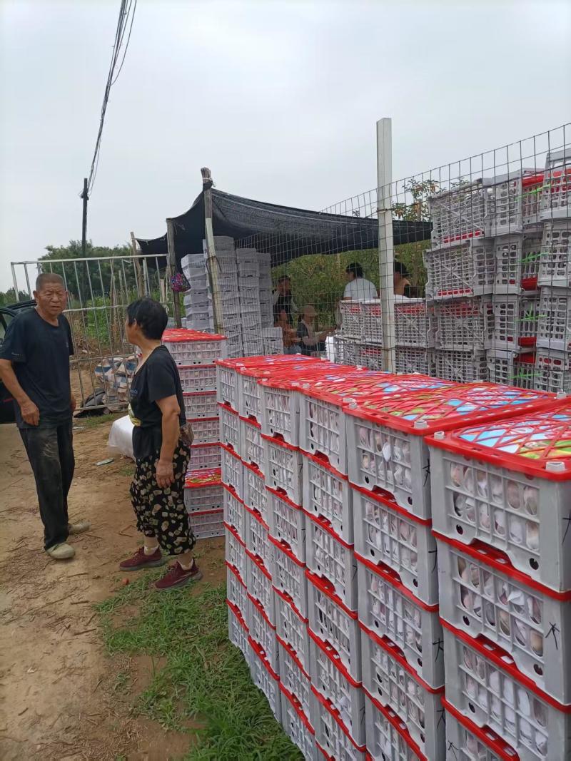 鸡心果海棠果大量上市产地装车冷库诚信经营致电联系