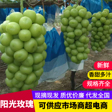 陕西渭南阳光玫瑰/大颗/多种规格/量大价优/欢迎咨询