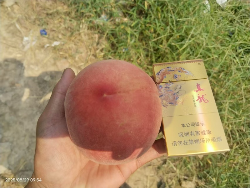 秋彤毛桃【山东毛桃】支持视频看货，可发往全国市场！