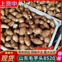 芋头8520产地常年供应/山东毛芋头/规格齐全/全国发货