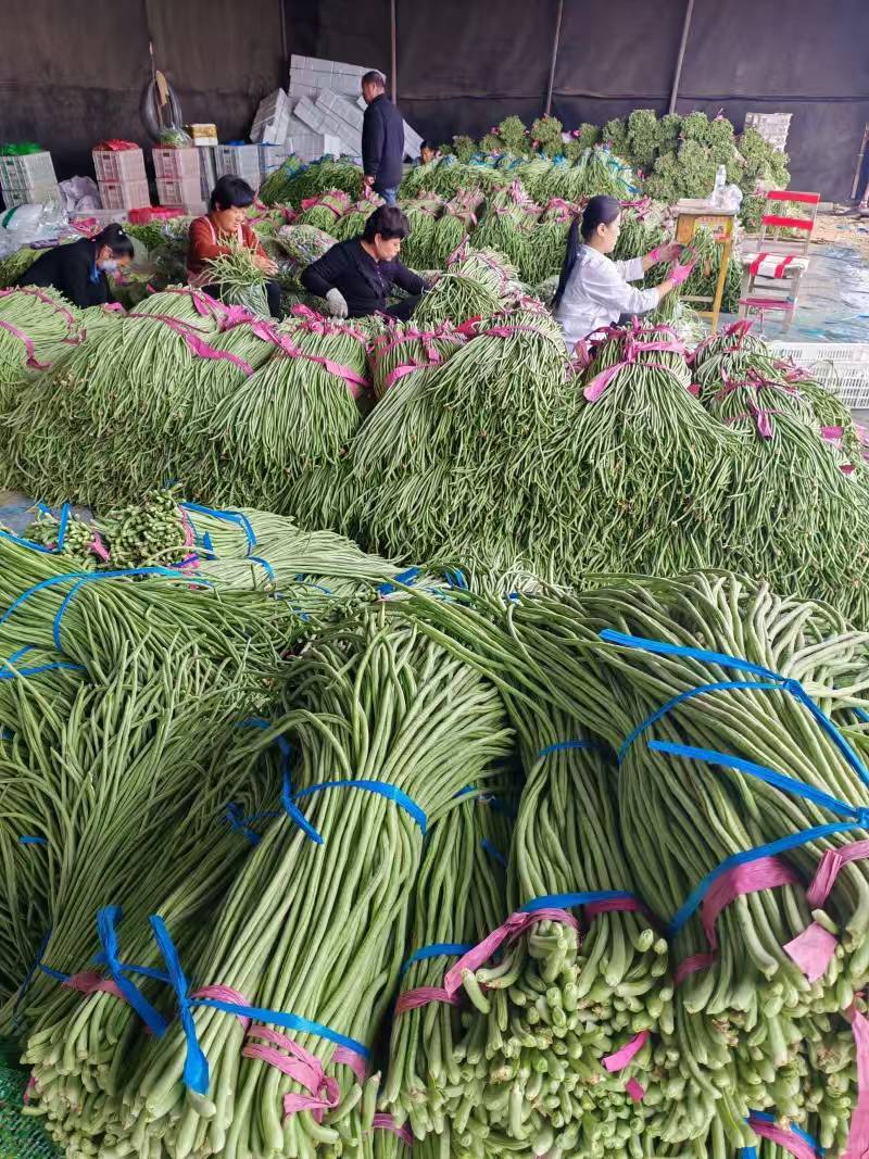 河南长豆角青条豆角豇豆对接电商市场商超