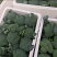 西兰花基地一手货源大量供应对接电商市场商超