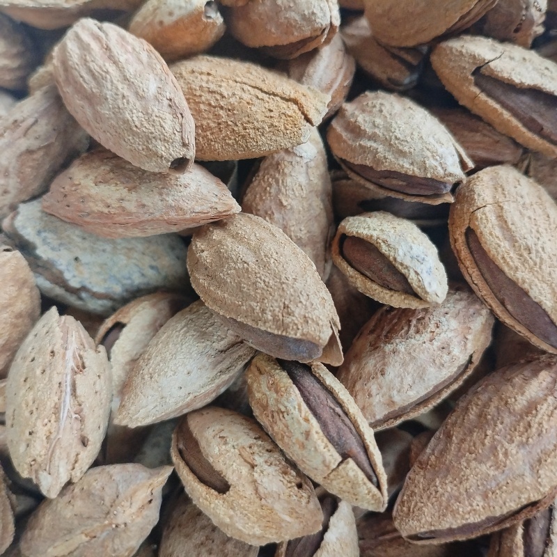 新疆巴达木薄皮手剥原味新货坚果无加工生巴旦木包邮批发