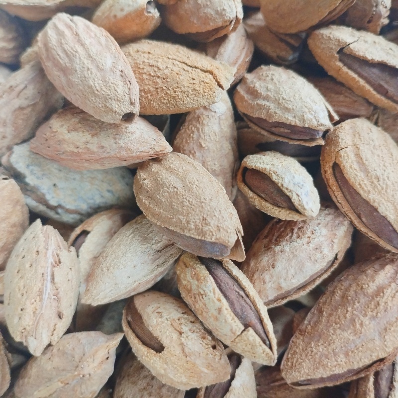 新疆巴达木薄皮手剥原味新货坚果无加工生巴旦木包邮批发