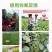 征途一号含腐植酸水溶肥厂家直销量大质优价格优惠