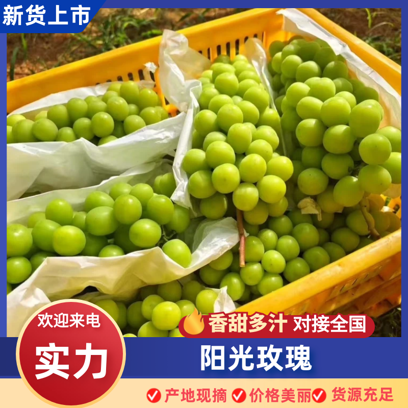 【陕西阳光玫瑰】精品阳光玫瑰颗粒大甜度高代发全国