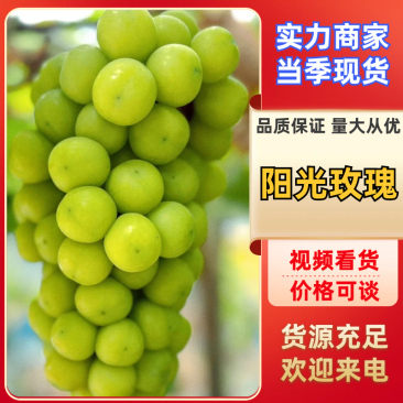 【基地直发】阳光玫瑰陕西阳光玫瑰大量供应品质保证