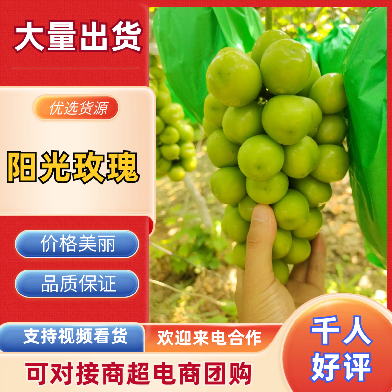 陕西阳光玫瑰颗粒饱满甜度高价格冰点欢迎来电咨询