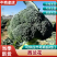 西兰花基地一手货源大量供应对接电商市场商超