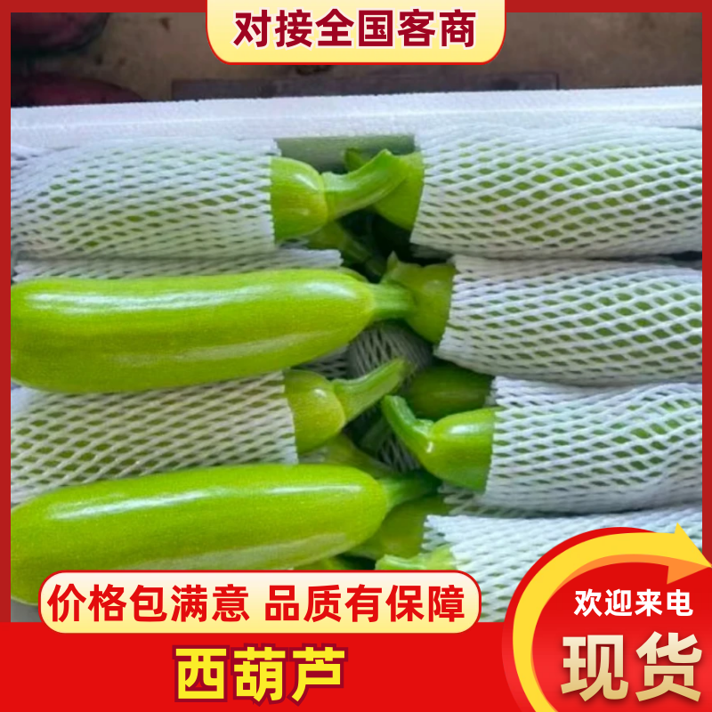 西葫芦对接市场商超诚信经营量大优惠