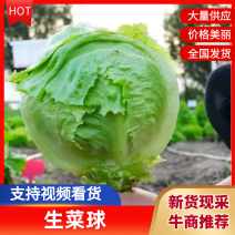 球生菜基地直销质量保证对接电商商超