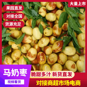 河北黄骅马奶枣马牙枣现摘现发产地直发包邮一件代发