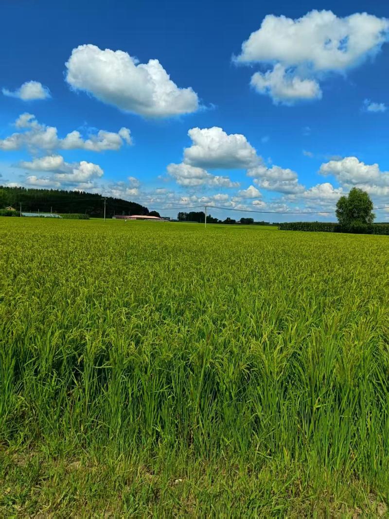 【大米】稻花香二号基地直销量大质优价格优惠一手货源