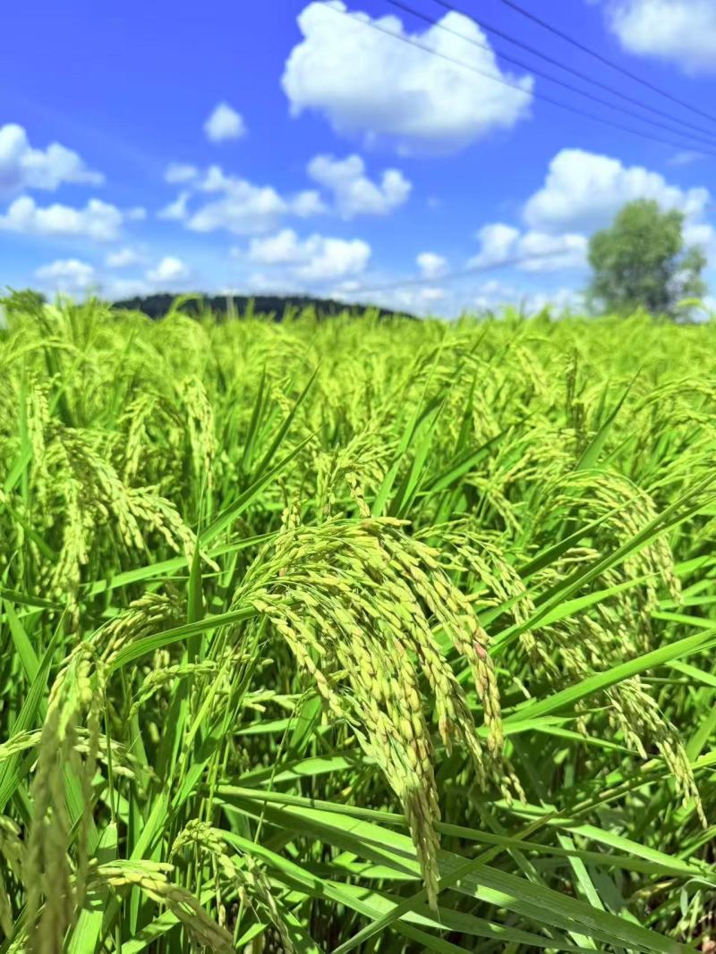 【热卖】珍珠米产地直销量大质优大米规格齐全欢迎采购