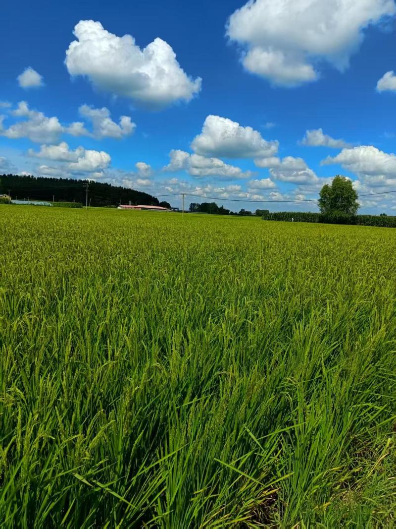 【热卖】珍珠米产地直销量大质优大米规格齐全欢迎采购