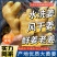 《精品》山东大黄姜(水洗姜风干姜)坏烂包赔/可全国发货