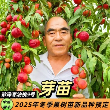 珍珠枣油桃9号7月上旬成熟离核，抗蚜虫，口感脆甜，