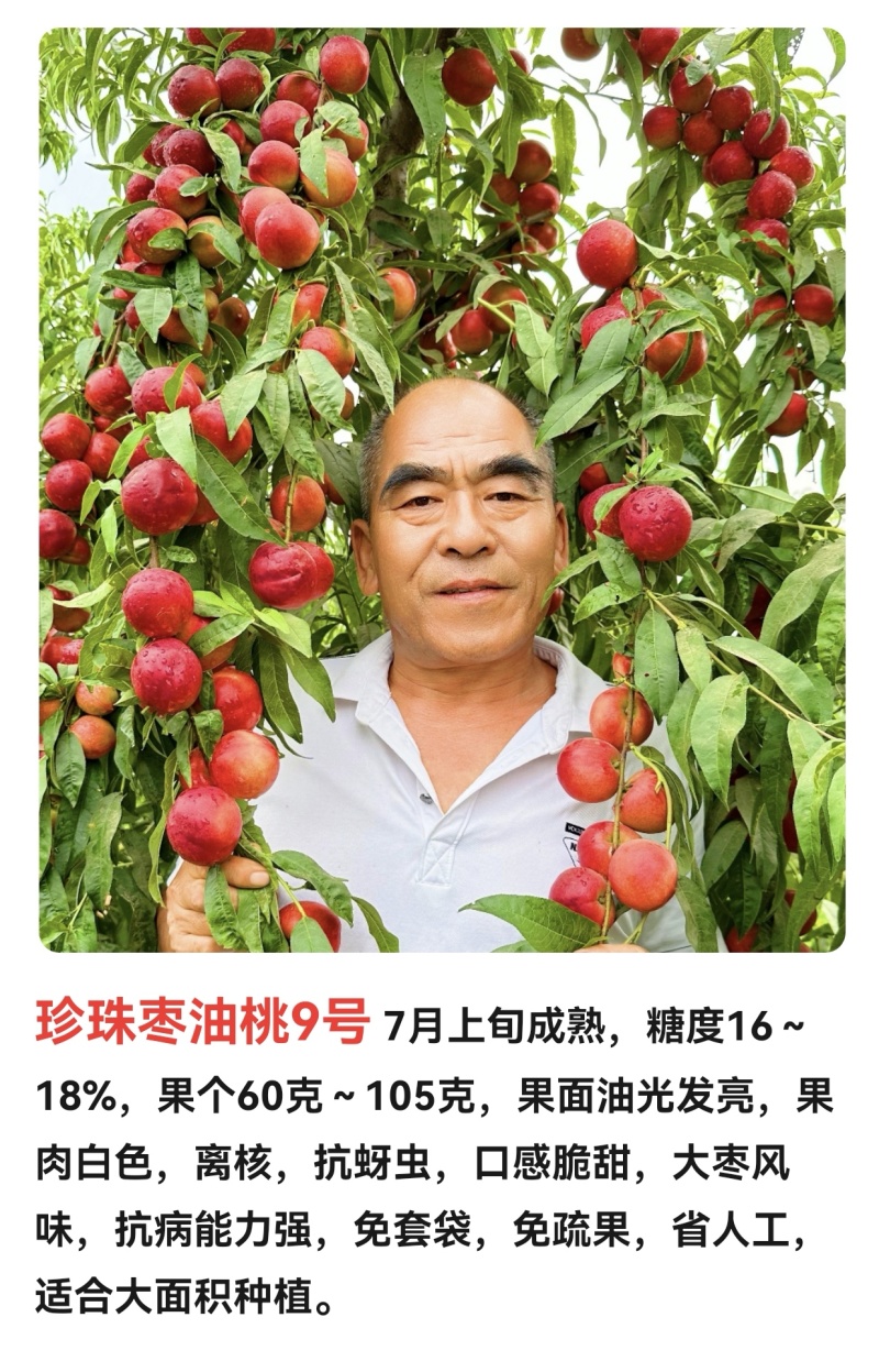 珍珠枣油桃9号7月上旬成熟离核，抗蚜虫，口感脆甜，
