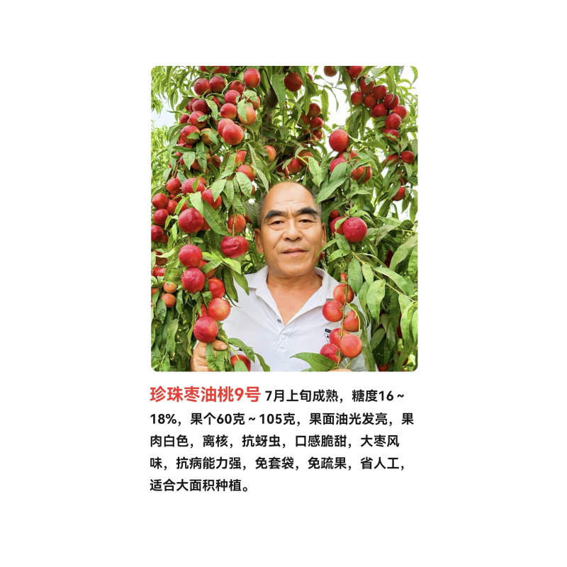 珍珠枣油桃9号7月上旬成熟离核，抗蚜虫，口感脆甜，