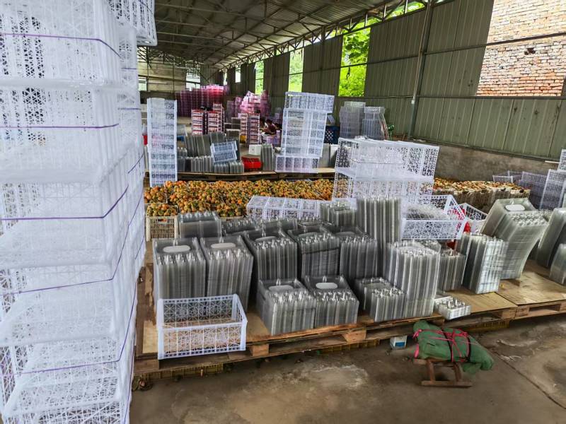七月黄柿子产地一手货源，规格齐全，口感好品质高价格低