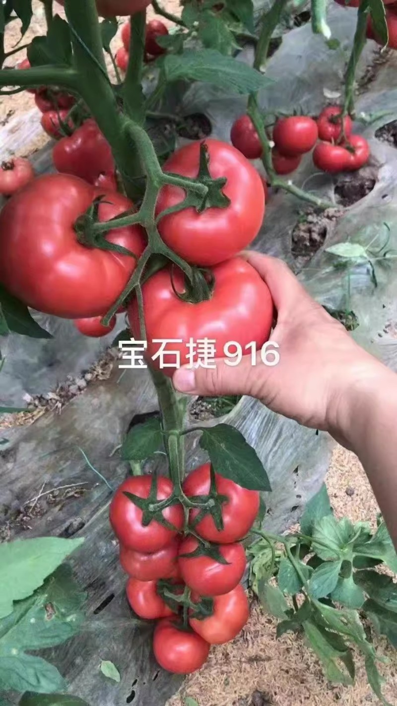 宝石捷916番茄种子高圆大果深亮粉耐热高抗TY病毒春夏秋