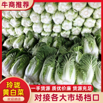 湖北长阳反季节大白菜大量供应视频看货代发全国