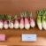 甜梨萝卜青种子水果萝卜种粉白甜脆秋季四季蔬菜农家菜种子