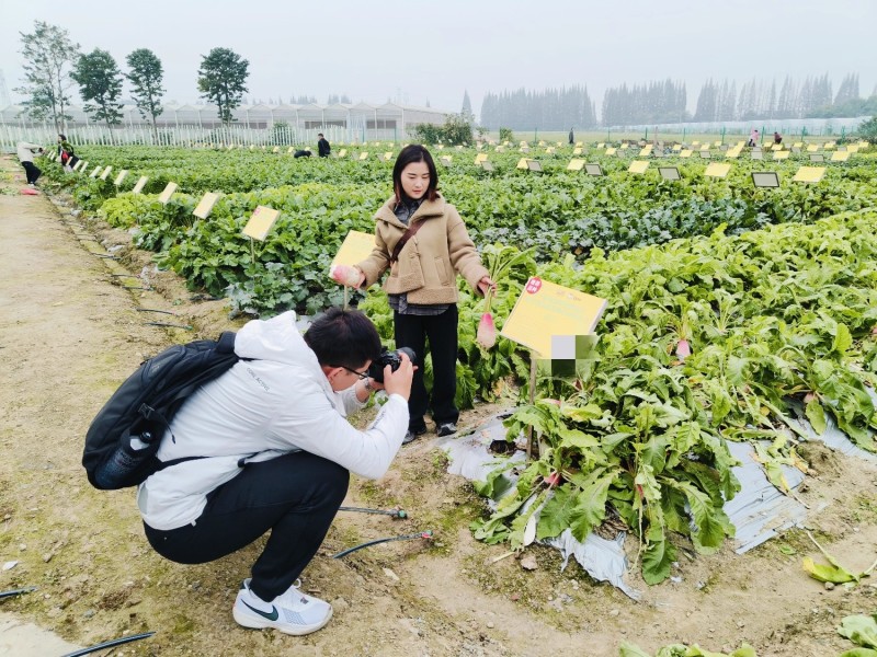 甜梨萝卜青种子水果萝卜种粉白甜脆秋季四季蔬菜农家菜种子