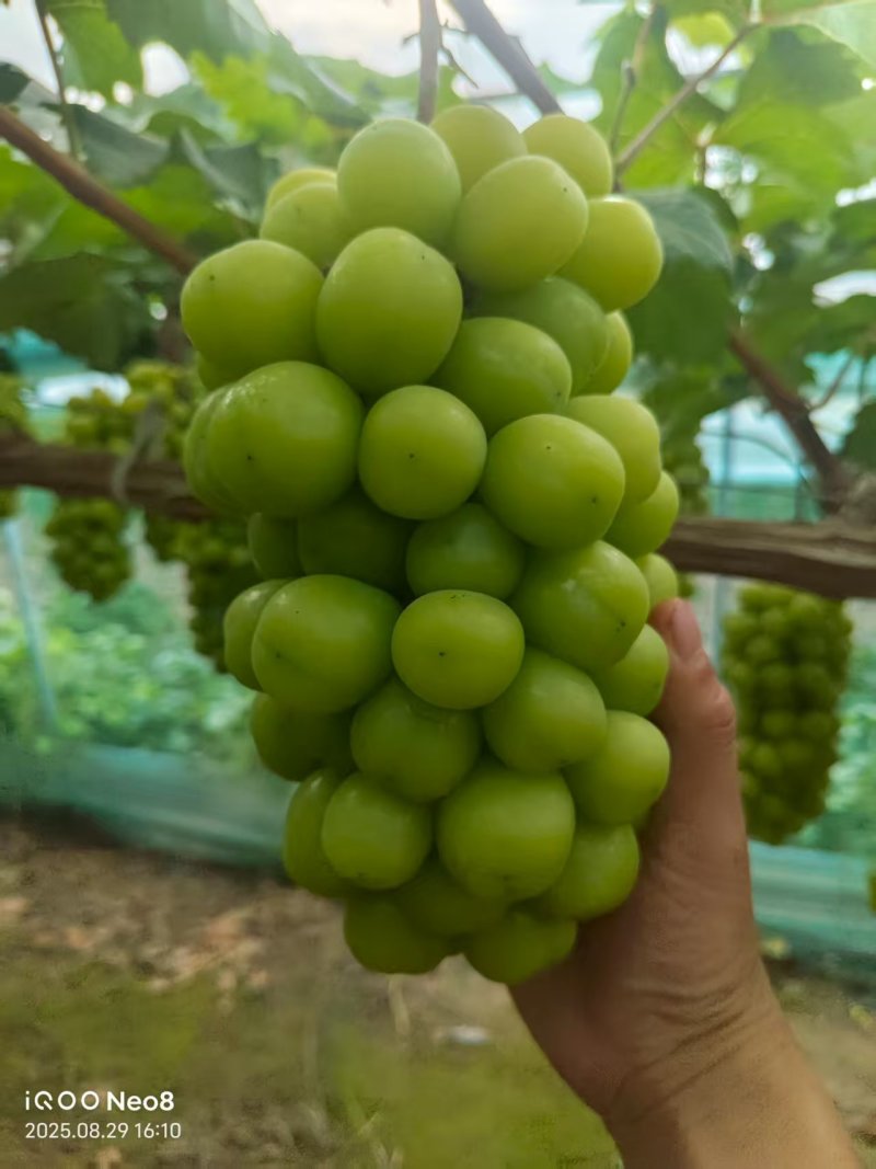 辽宁葡萄阳光玫瑰大量供应产地现摘现发欢迎来电洽谈