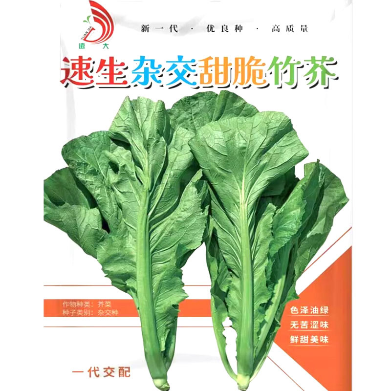 速生甜脆竹芥种孑叶芥蔬菜种子四季春秋冬季青菜种菜种籽水芥