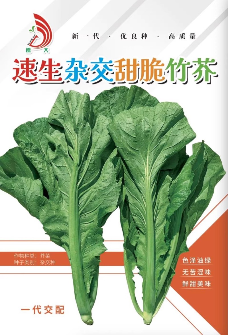 速生甜脆竹芥种孑叶芥蔬菜种子四季春秋冬季青菜种菜种籽水芥